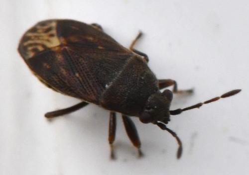Stygnocoris fuligineus